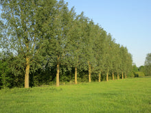 Load image into Gallery viewer, Family Tree - Willow Tree
