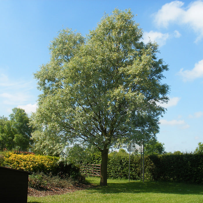 Family Tree - Willow Tree