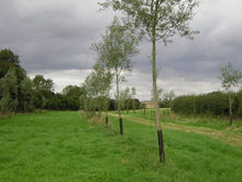 Load image into Gallery viewer, Family Tree - Willow Tree
