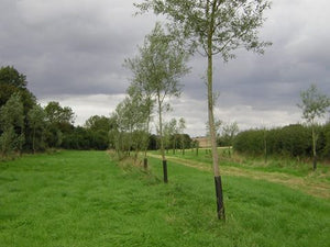 Family Tree - Willow Tree